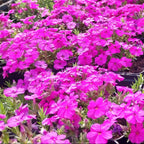 Phlox douglasii 'Red Admiral' Teppich-Flammenblume