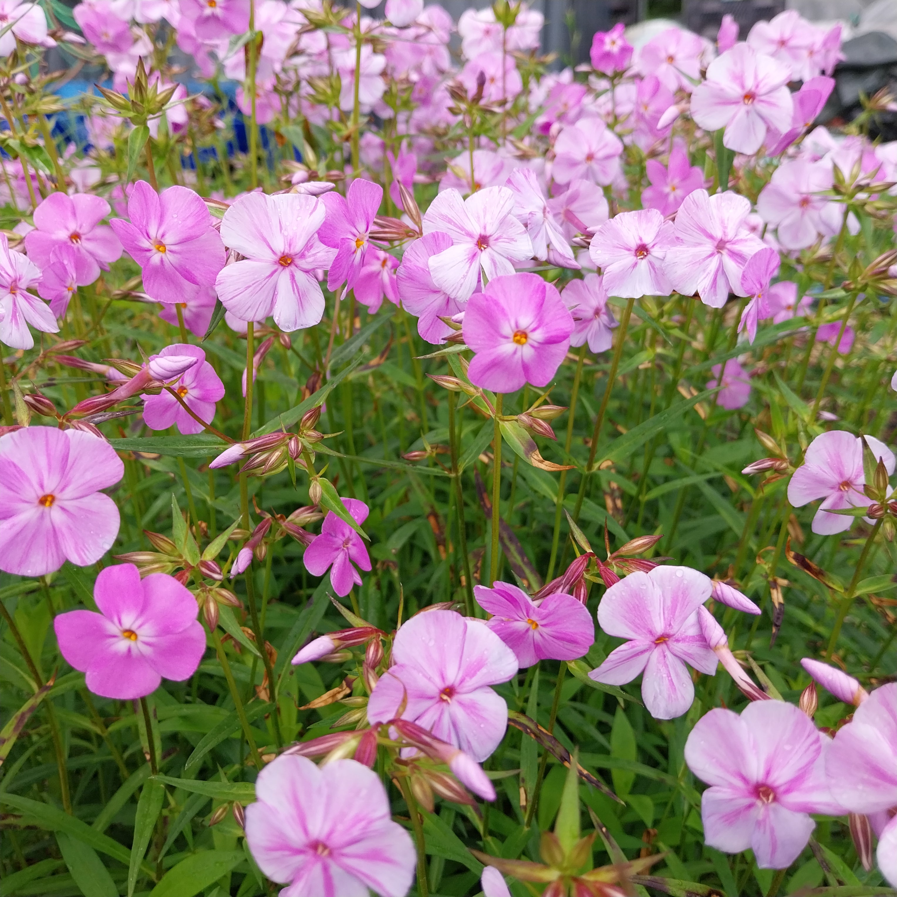 Phlox glaberrima subsp. triflora 'Bill Baker'