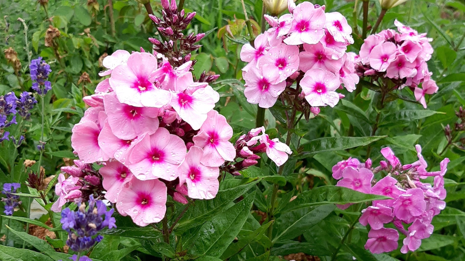 Phlox paniculata - Hohe Flammenblume