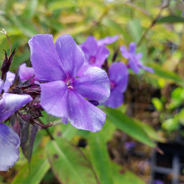 Phlox paniculata 'Blue Paradise'