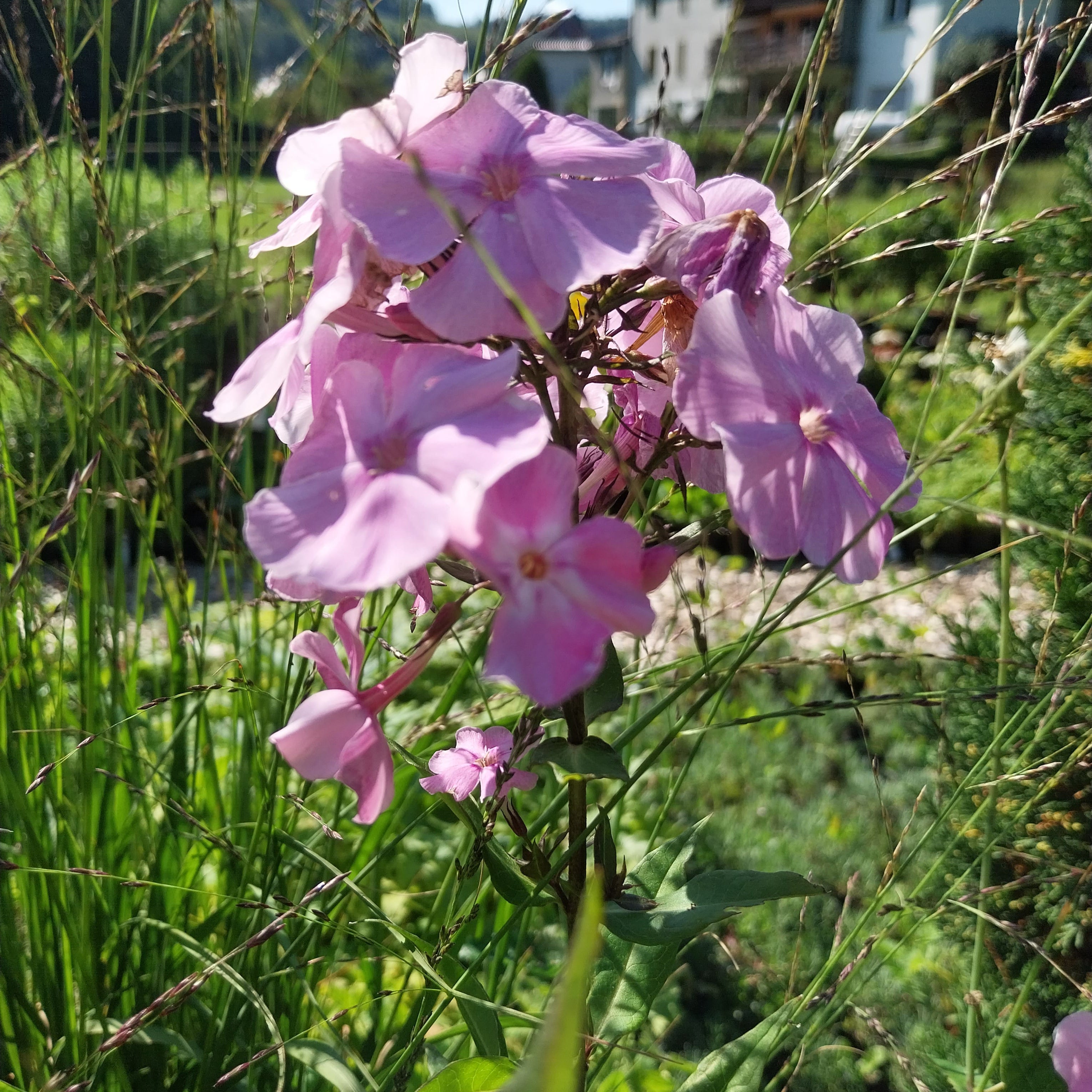Phlox paniculata 'Elisabeth'