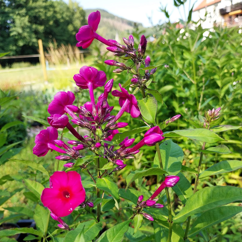 Phlox paniculata 'Kirchenfürst'
