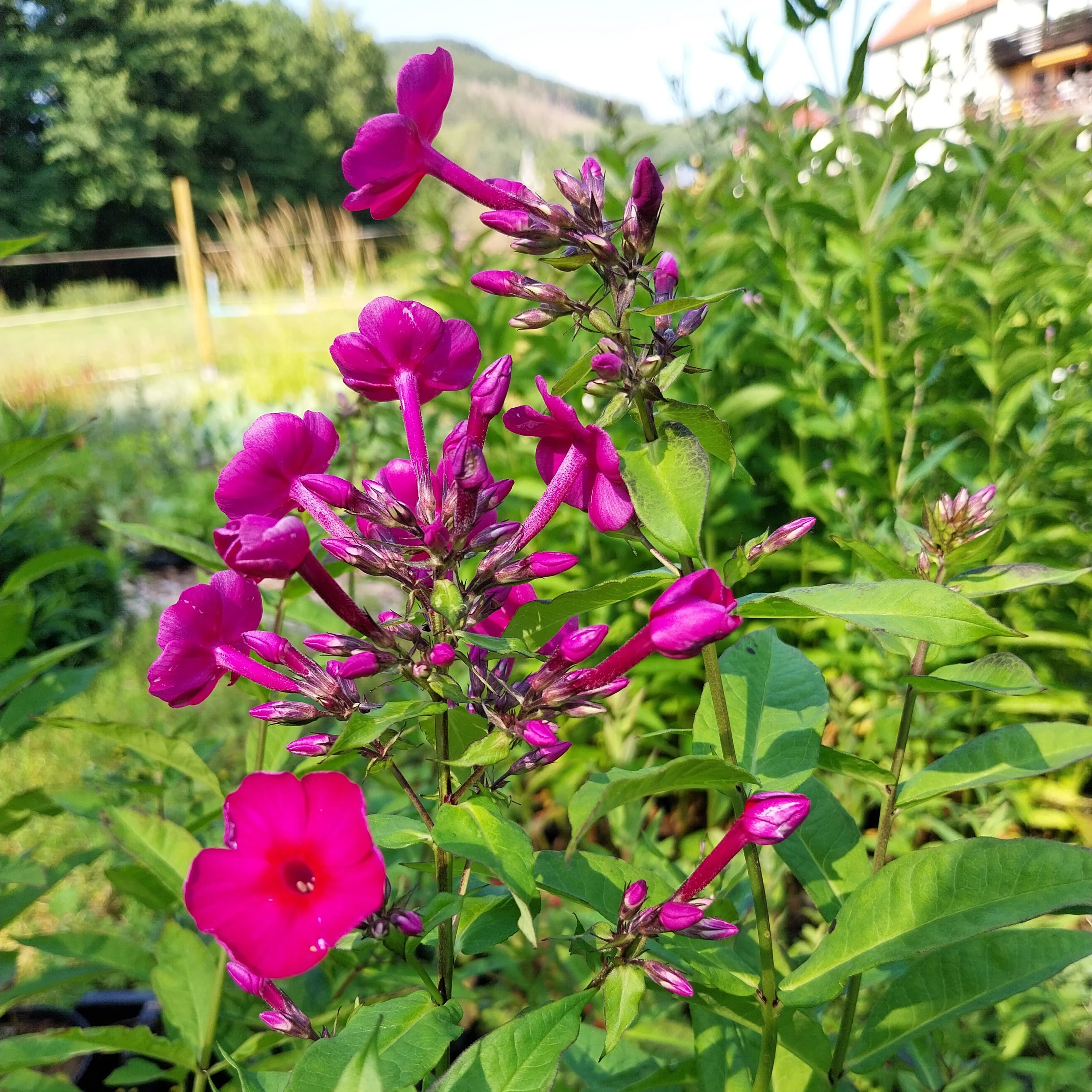 Phlox paniculata 'Kirchenfürst'