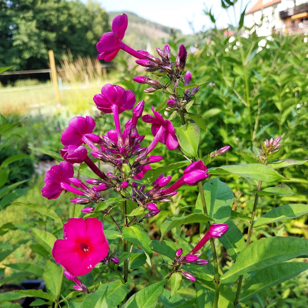 Phlox paniculata 'Kirchenfürst'