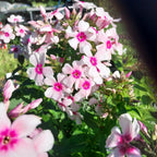 Phlox paniculata 'Kirmesländler'