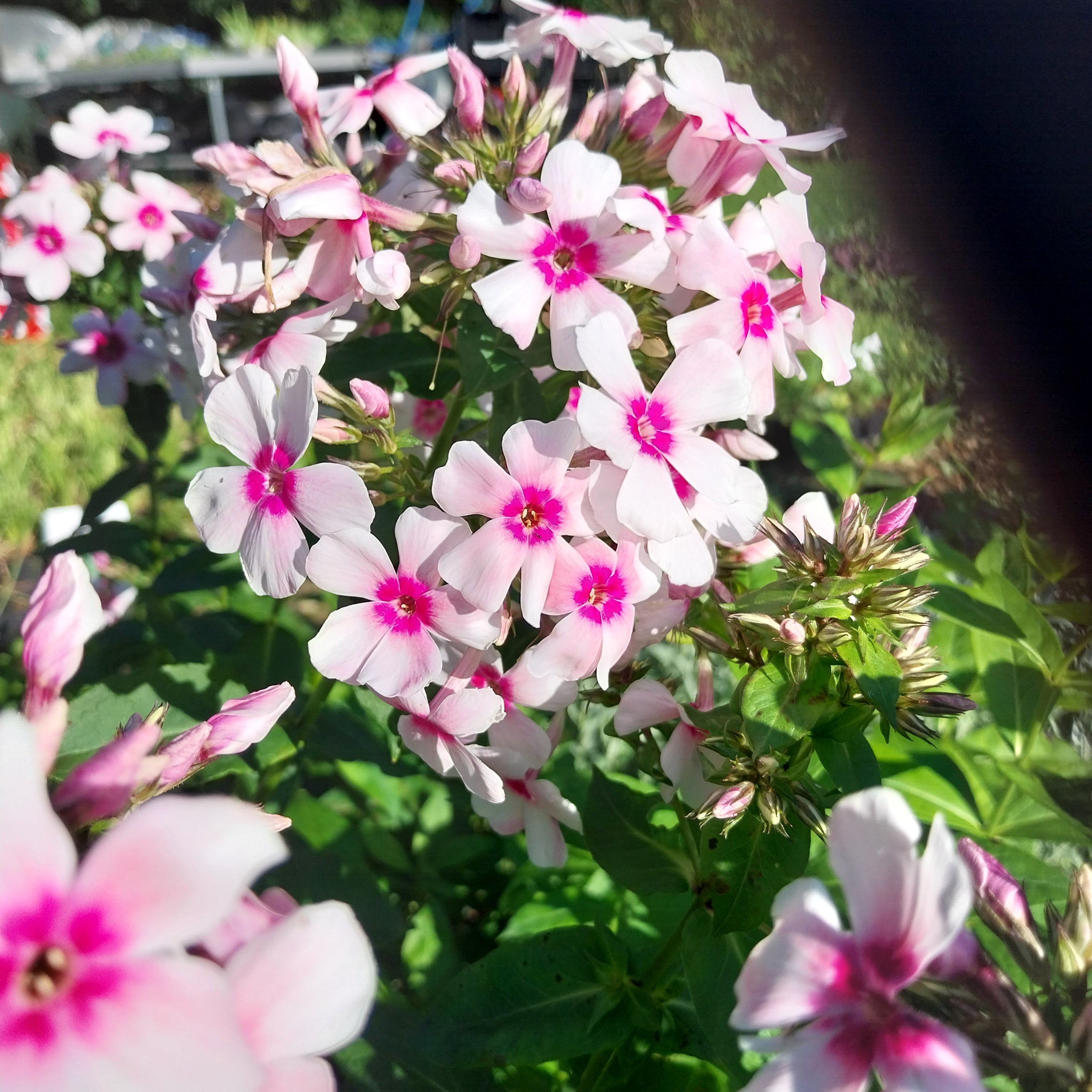 Phlox paniculata 'Kirmesländler'