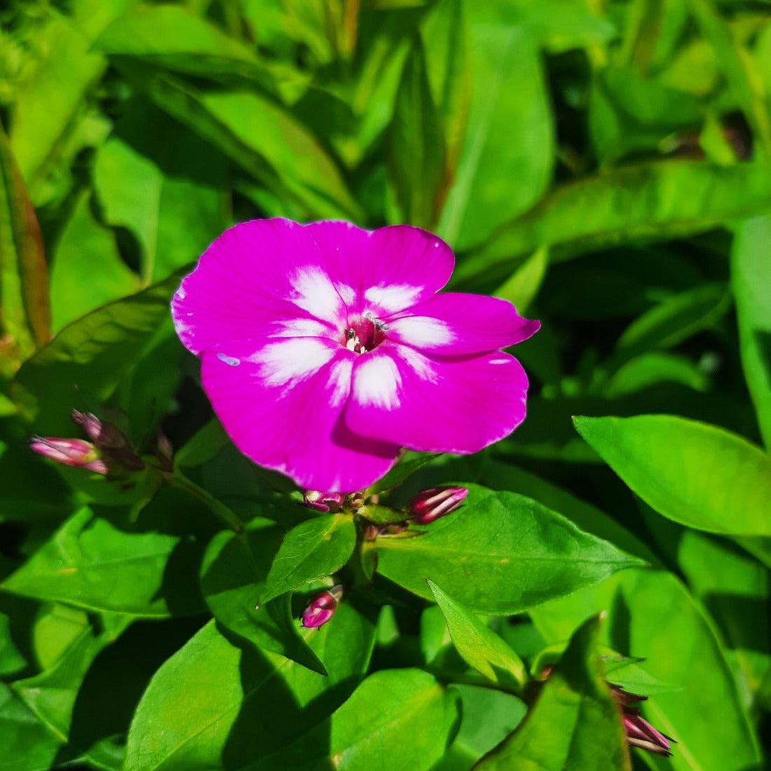 Phlox paniculata 'Uspech'