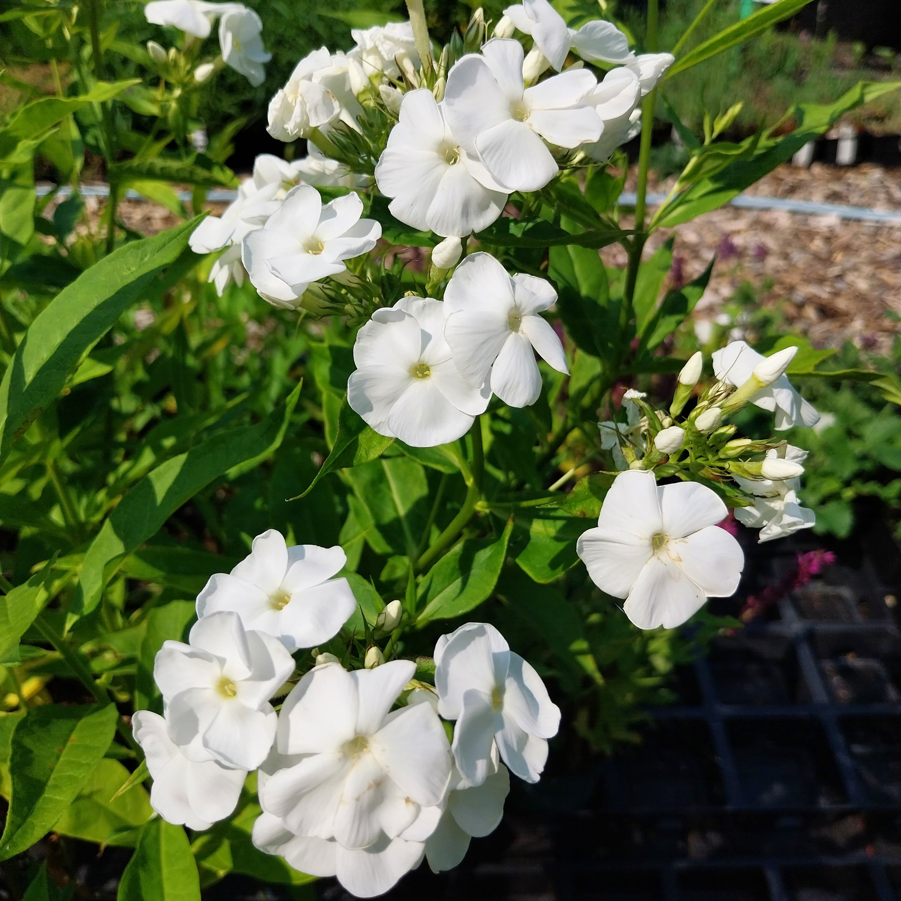 Phlox paniculata 'White Admiral'