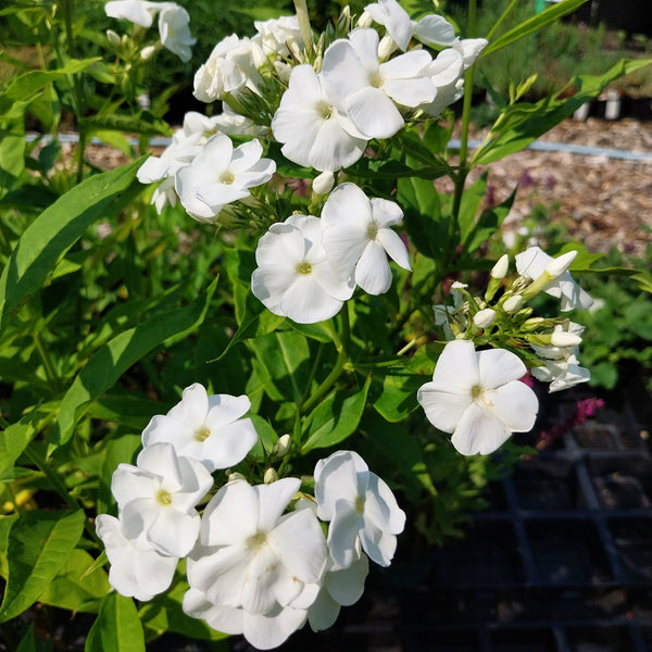 Phlox paniculata 'White Admiral'