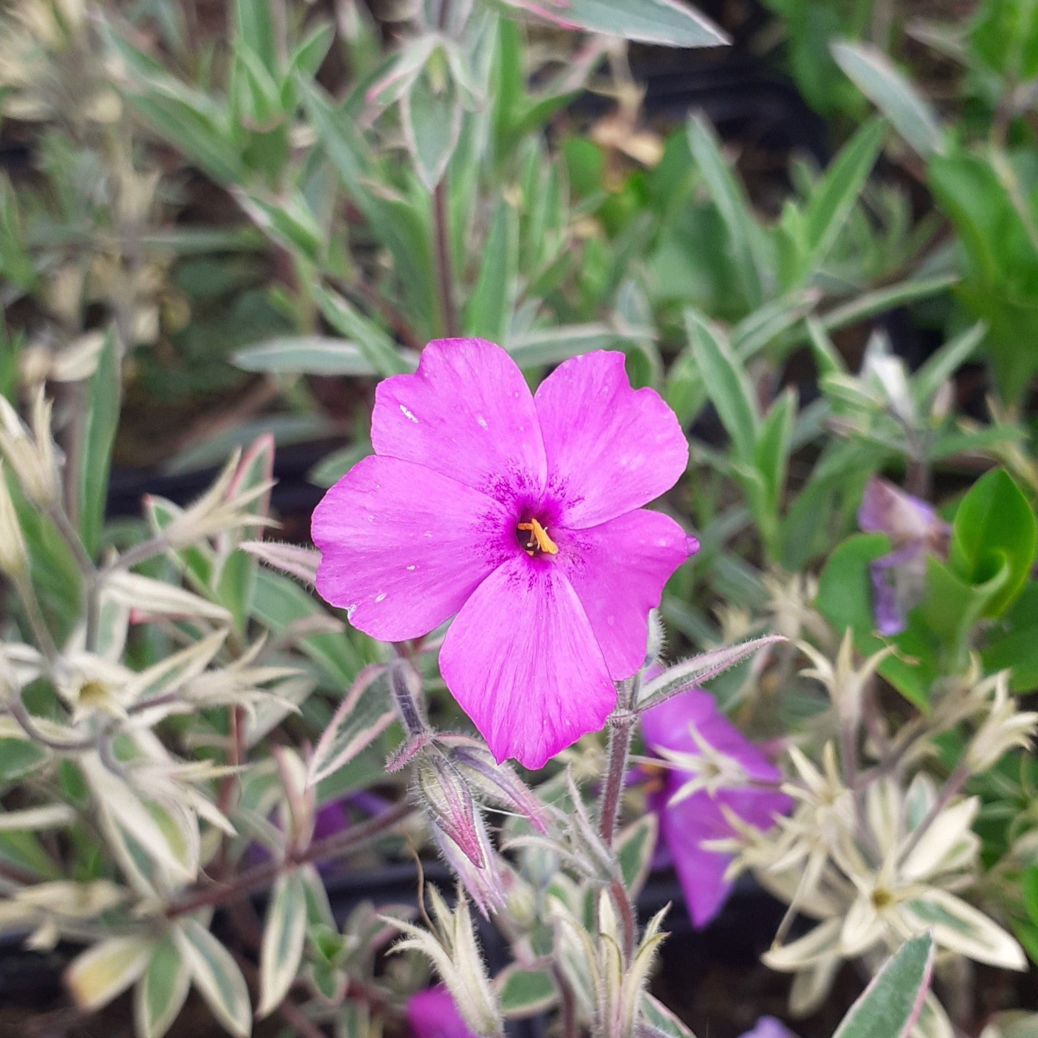 Phlox procumbens 'Variegata' Kriechende Flammenblume Blüte