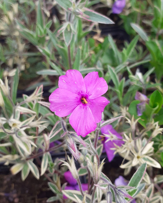 Phlox procumbens 'Variegata' Kriechende Flammenblume Blüte