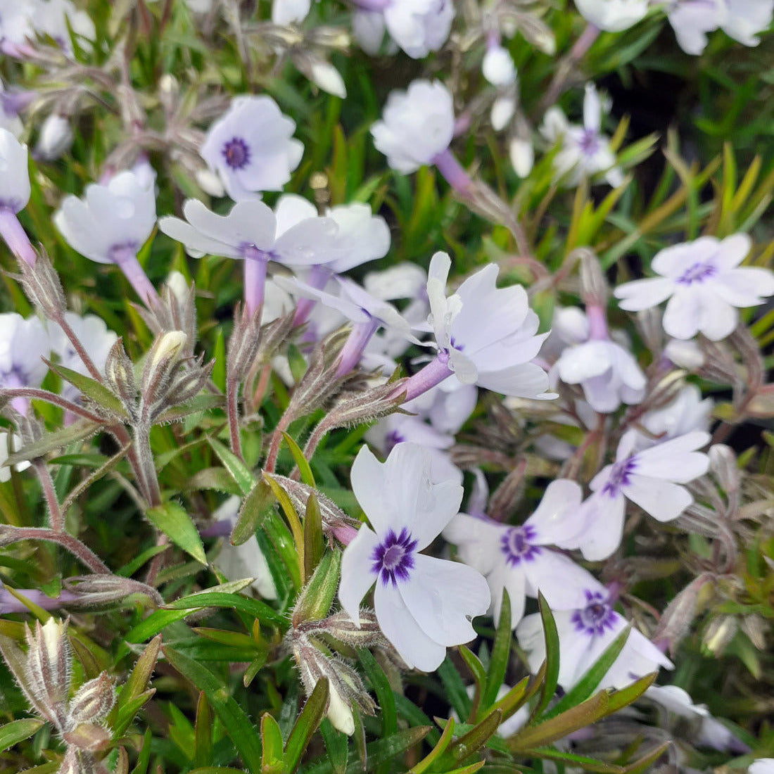 Phlox subulata 'Bavaria' Teppich-Flammenblume in Blüte
