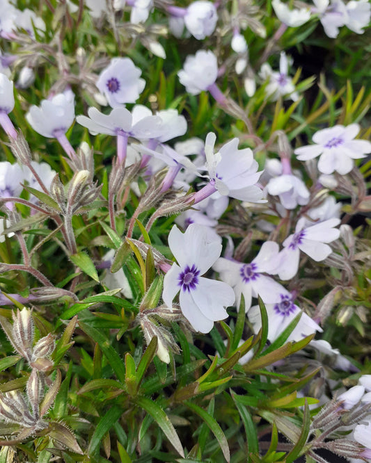 Phlox subulata 'Bavaria' Teppich-Flammenblume in Blüte