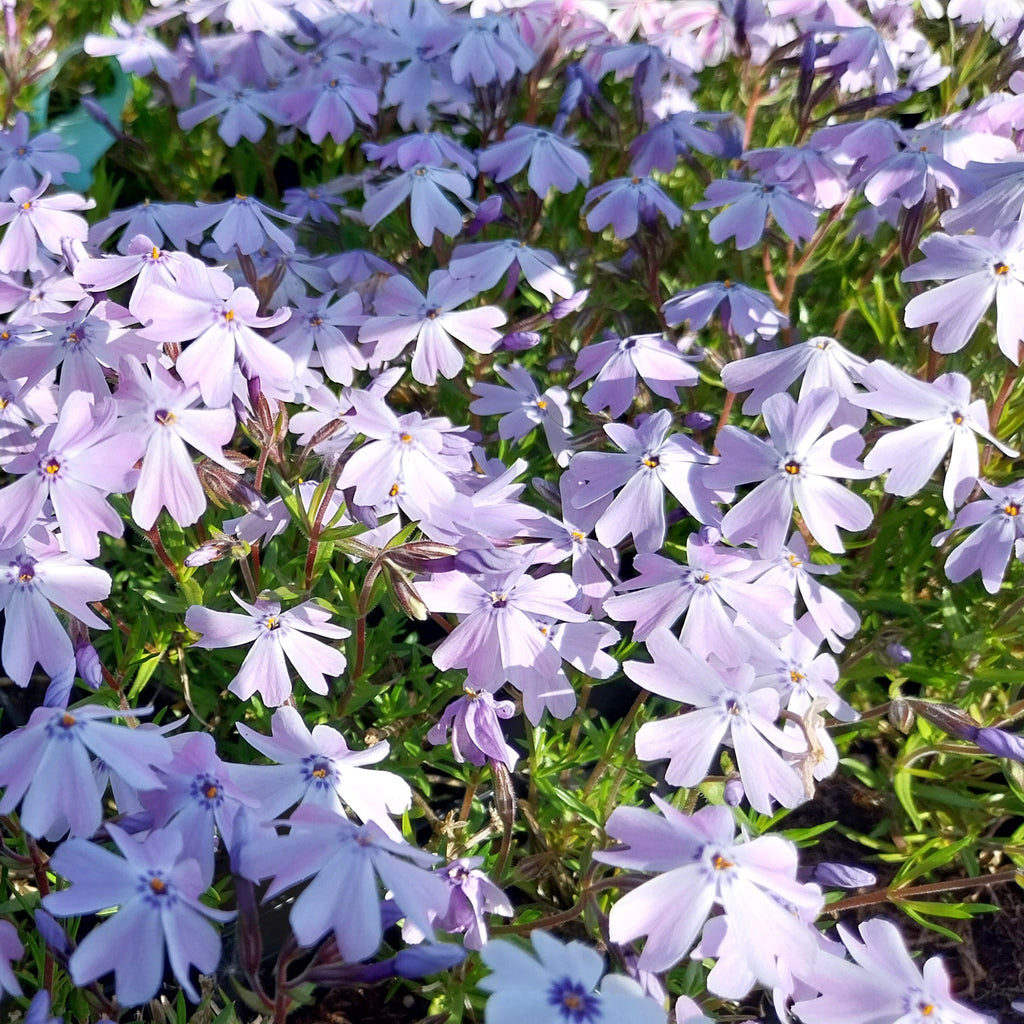 Phlox subulata ‘Emerald Cushion Blue’ in Blüte
