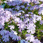 Phlox subulata ‘Emerald Cushion Blue’ in Blüte