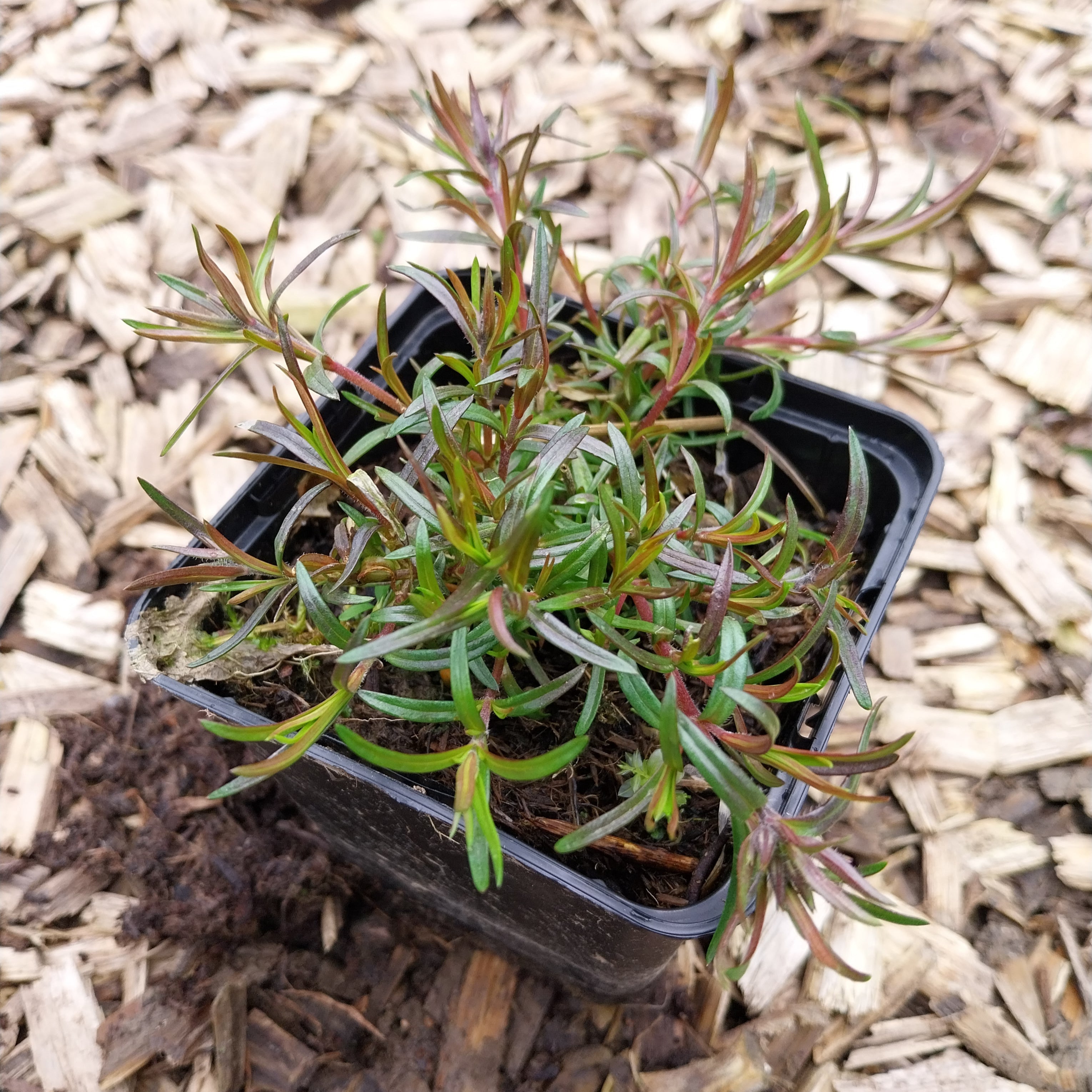 Phlox subulata 'Emerald Cushion Blue' Teppich-Flammenblume im Topf