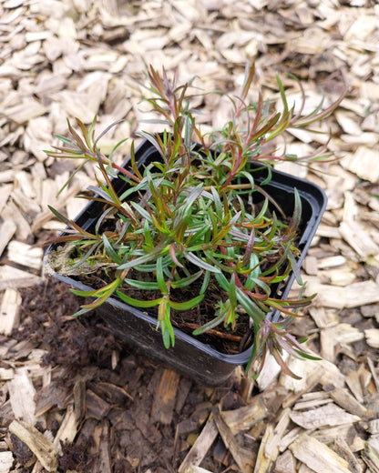 Phlox subulata 'Emerald Cushion Blue' Teppich-Flammenblume im Topf