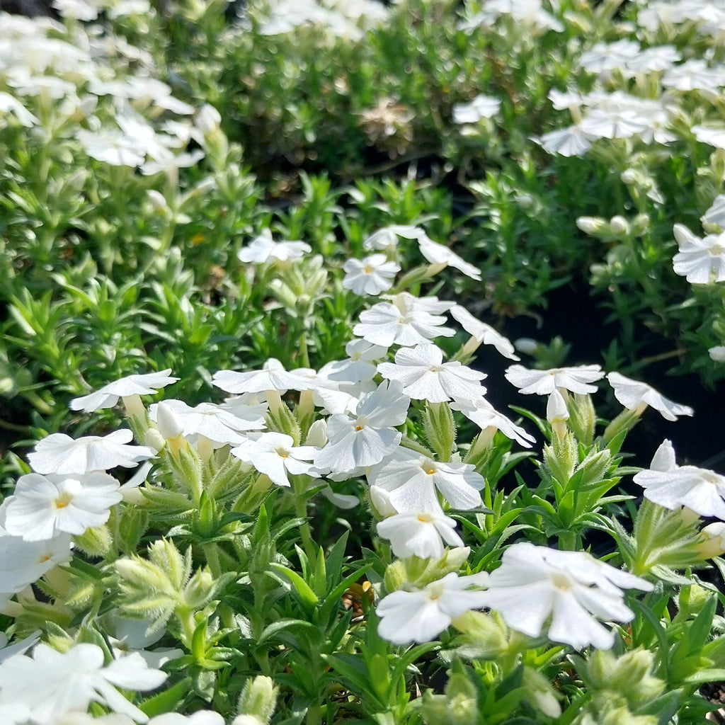 Phlox subulata ‘Maischnee’ in Blüte