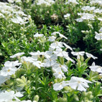 Phlox subulata ‘Maischnee’ in Blüte
