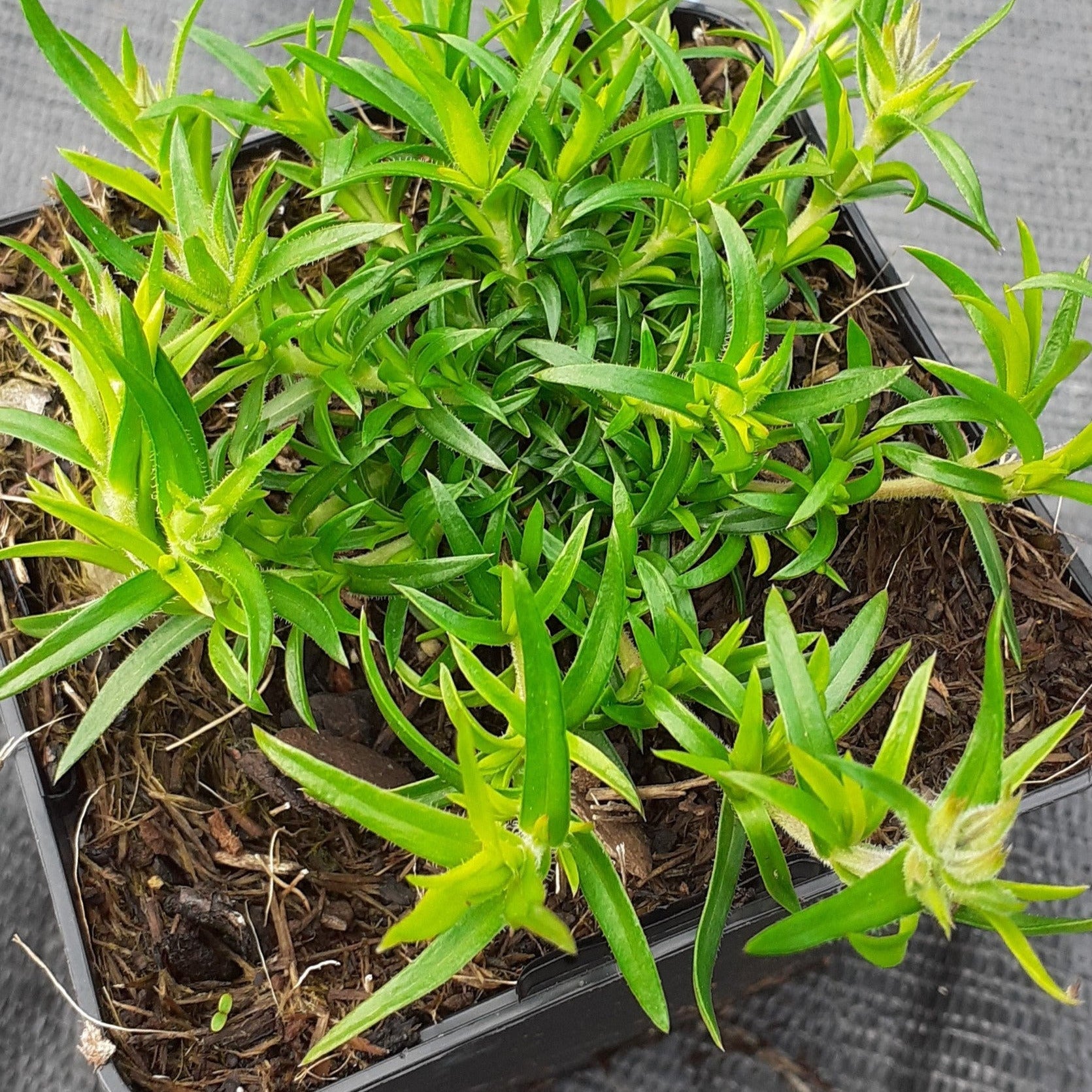 Phlox subulata 'Moerheimii' Teppich-Flammenblume im Topf