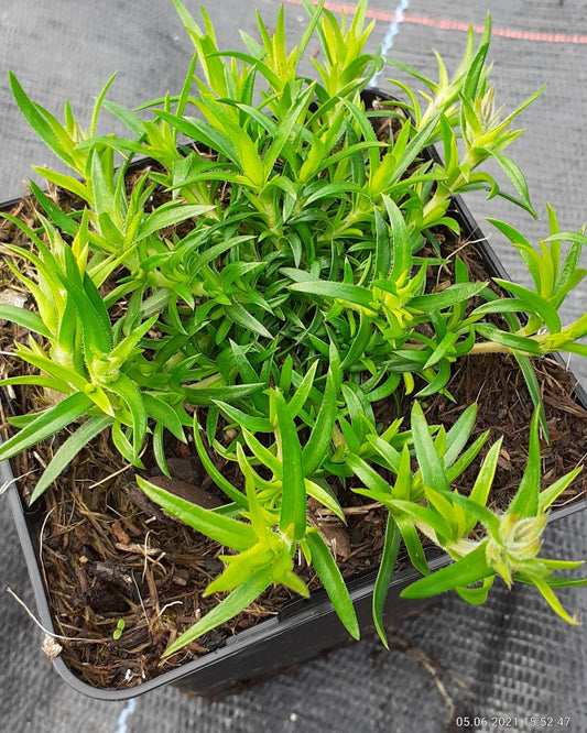 Phlox subulata 'Moerheimii' Teppich-Flammenblume im Topf