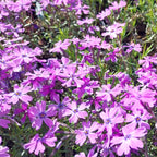Phlox subulata ‘Purple Beauty’ in Blüte
