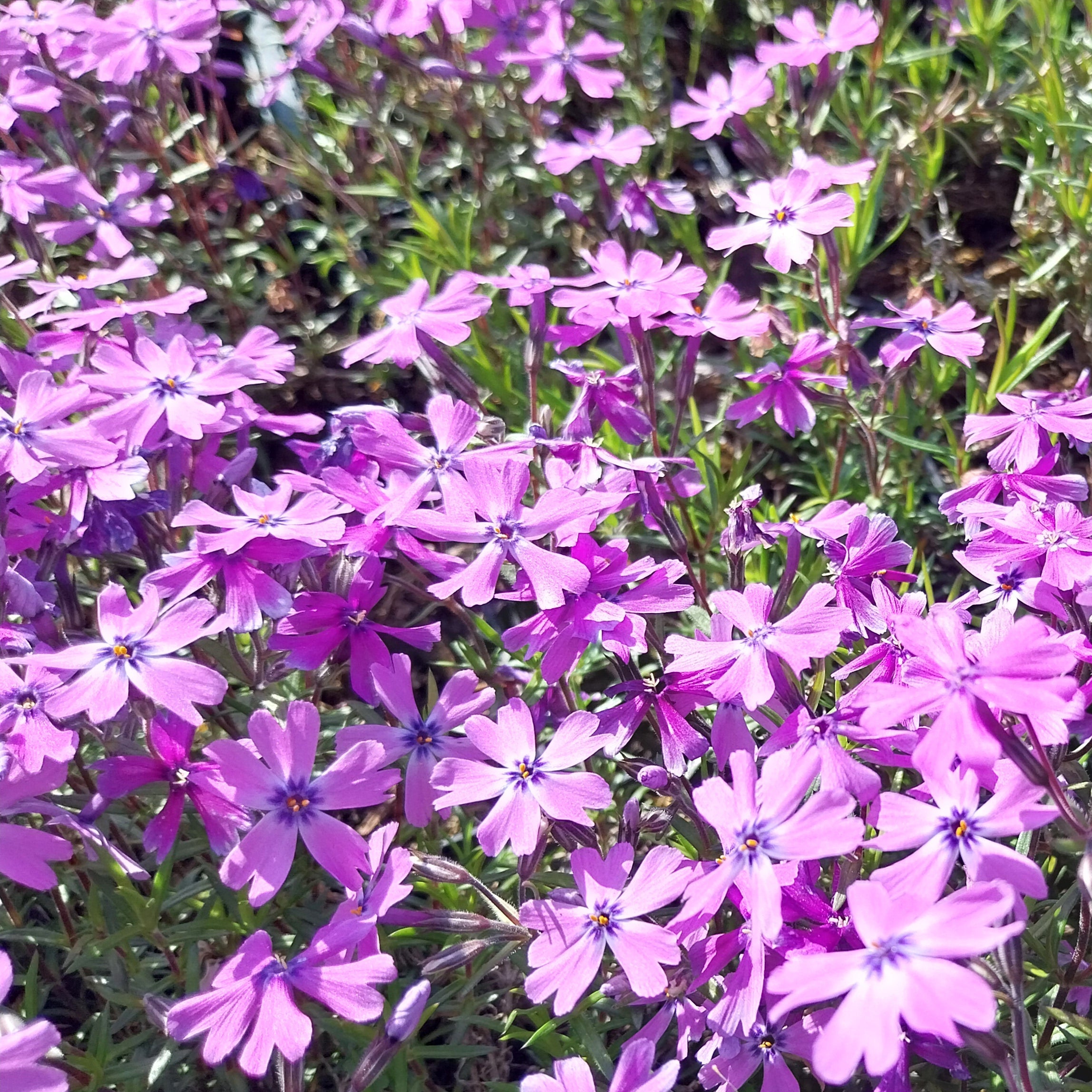 Phlox subulata ‘Purple Beauty’ in Blüte