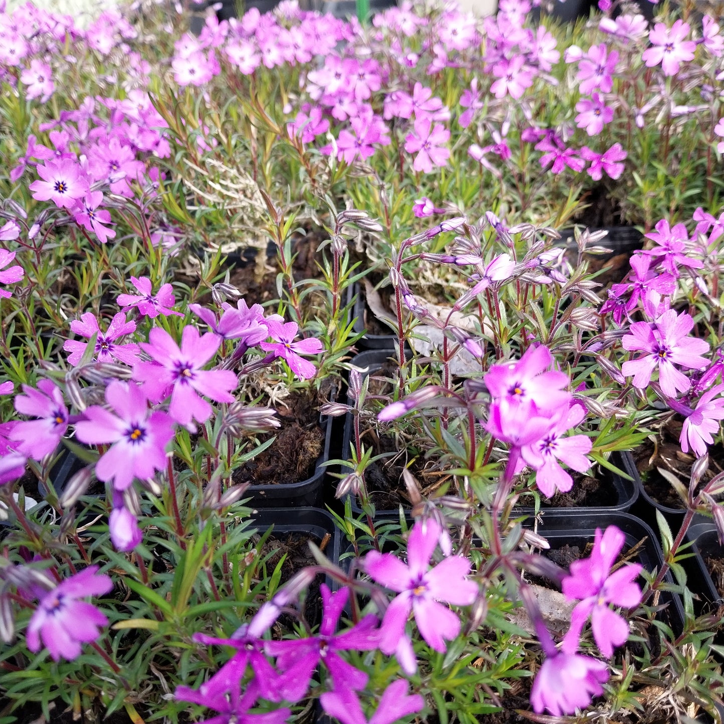 Phlox subulata 'Purple Beauty' Teppich-Flammenblume