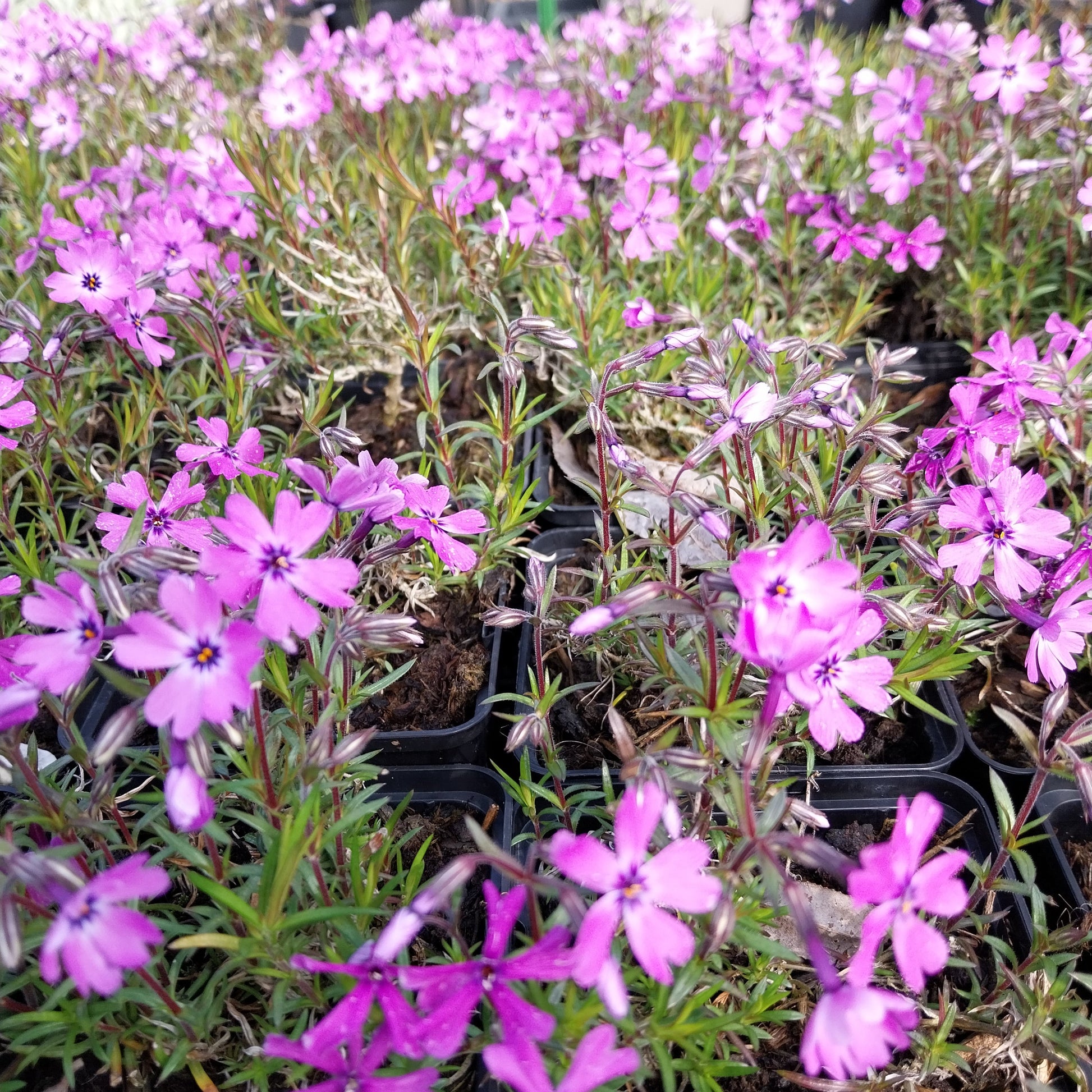 Phlox subulata 'Purple Beauty' Teppich-Flammenblume
