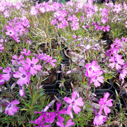 Phlox subulata 'Purple Beauty' Teppich-Flammenblume