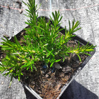 Phlox subulata 'Scarlet Flame' Teppich-Flammenblume im Topf