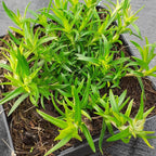 Phlox subulata 'Zwergenteppich' Teppich-Flammenblume im Topf