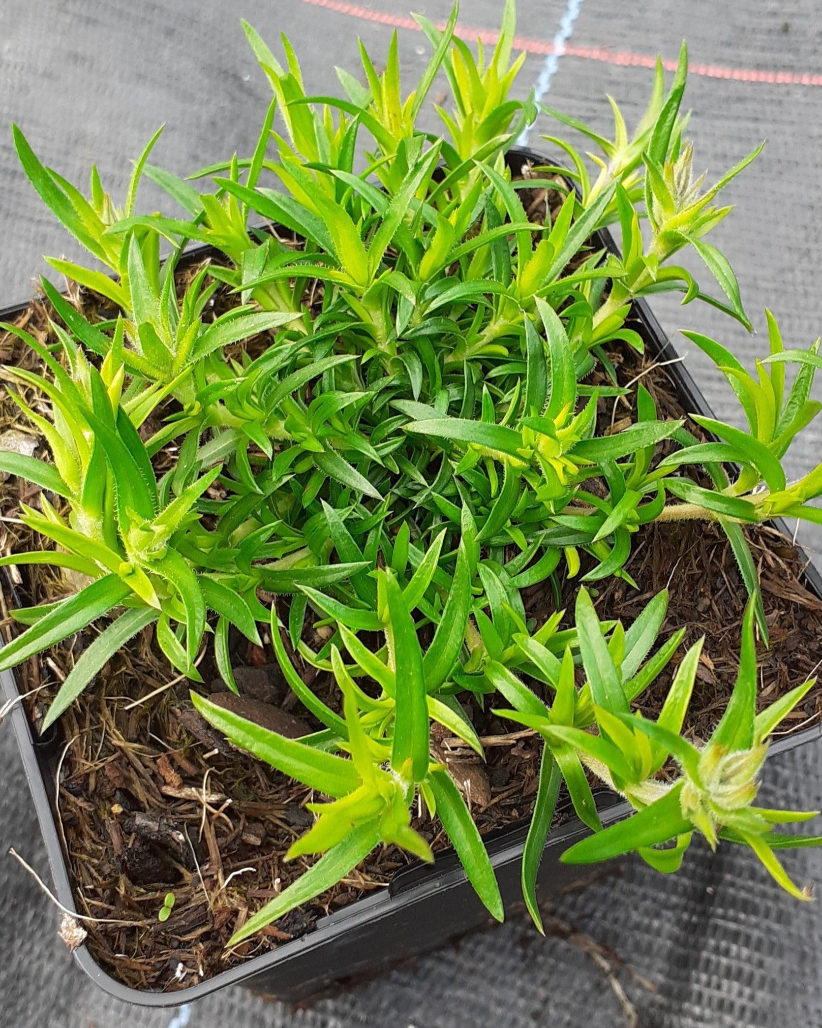 Phlox subulata 'Zwergenteppich' Teppich-Flammenblume im Topf