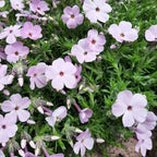 Phlox douglasii ‘Lilac Cloud’