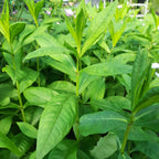 Phlox paniculata 'Kirmesländler'