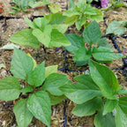 Physalis alkekengi var. franchetii 'Zwerg' Zwerg-Blasenkirsche
