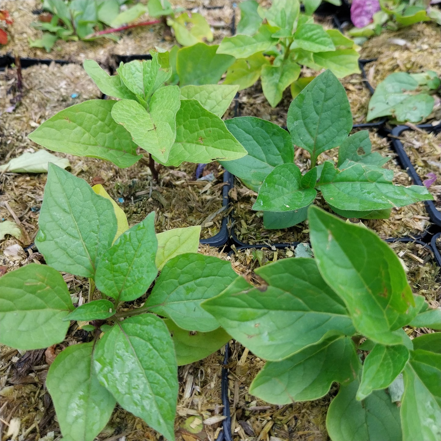 Physalis alkekengi var. franchetii 'Zwerg' Zwerg-Blasenkirsche