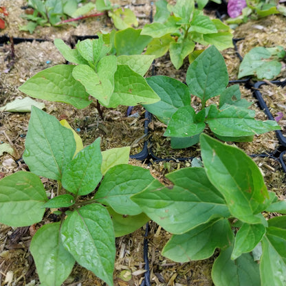 Physalis alkekengi var. franchetii 'Zwerg' Zwerg-Blasenkirsche