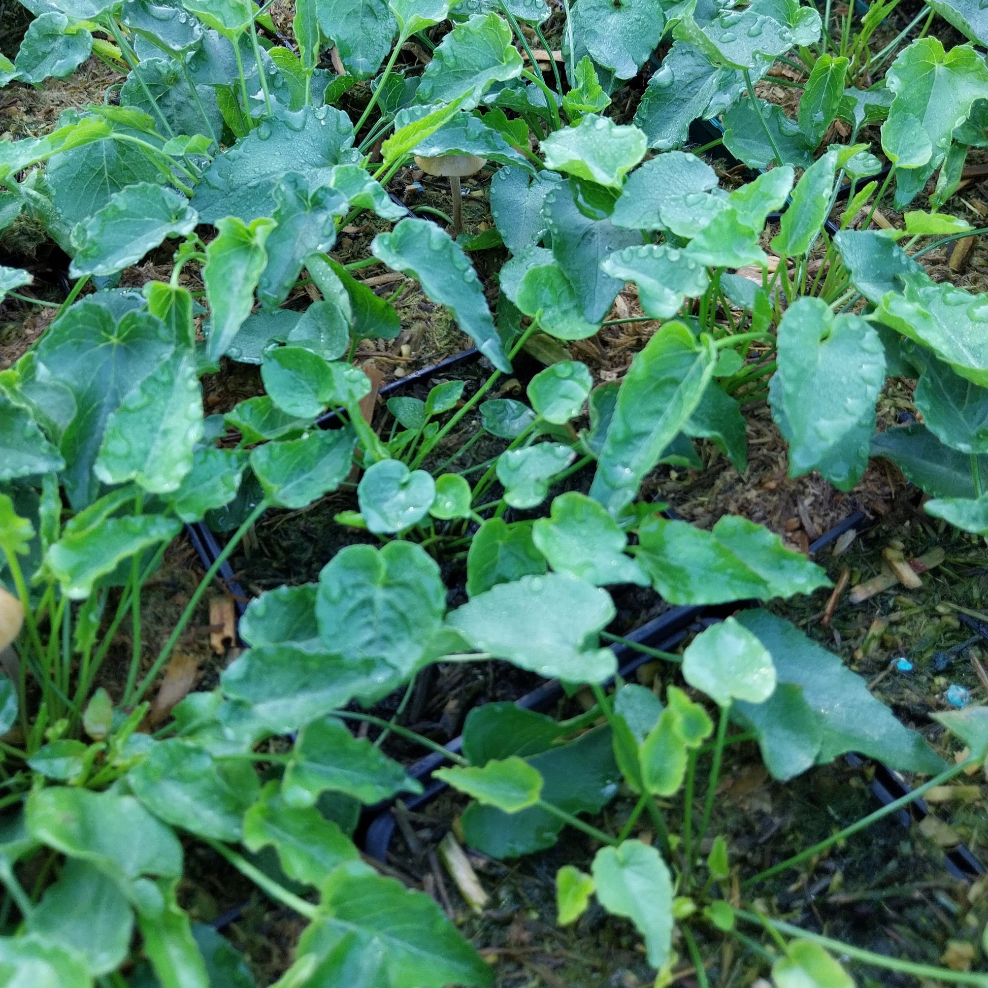 Phyteuma scheuchzeri Scheuchzers Teufelskralle