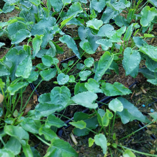 Phyteuma scheuchzeri Scheuchzers Teufelskralle