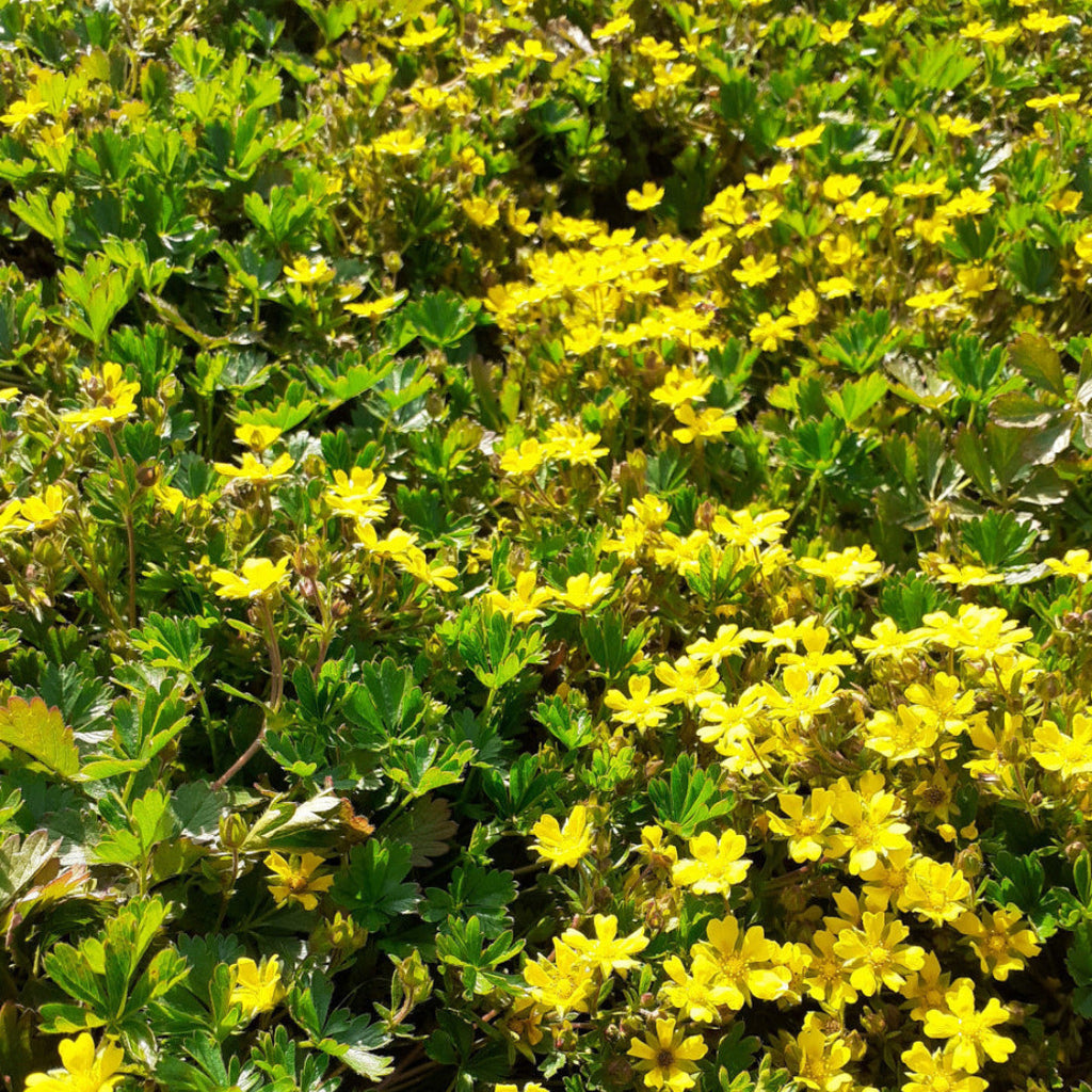 Potentilla neumanniana Frühlings-Fingerkraut in Blüte
