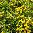 Potentilla neumanniana Frühlings-Fingerkraut in Blüte