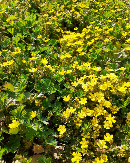 Potentilla neumanniana Frühlings-Fingerkraut in Blüte