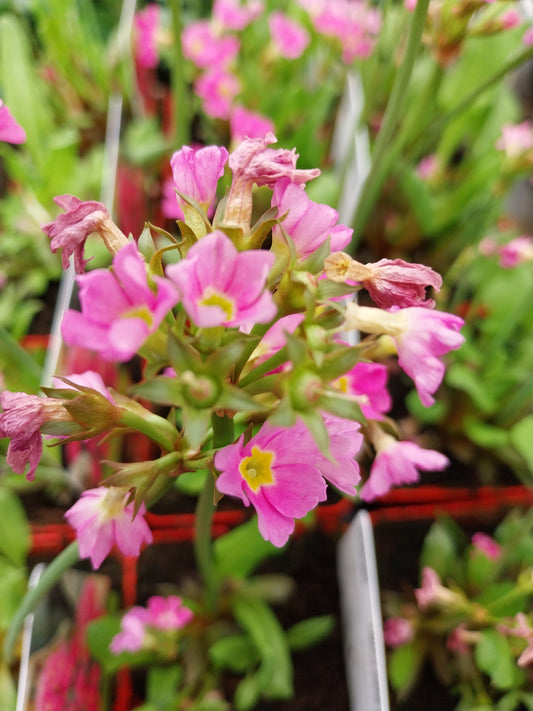 Primula rosea Schlüsselblume