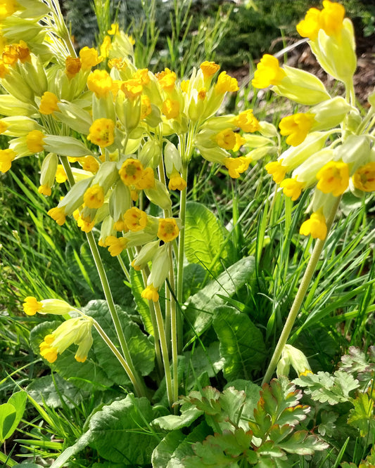 Primula veris subsp. veris Echte Schlüsselblume im Garten