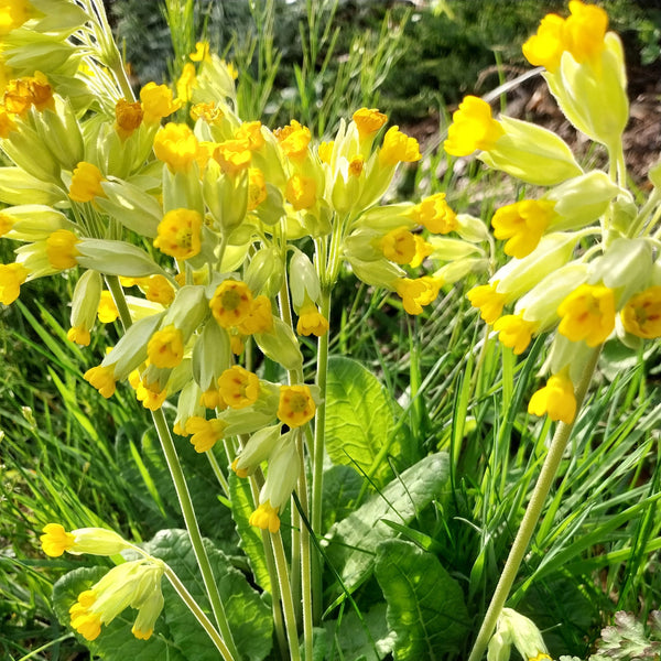 Primula veris subsp. veris Echte Schlüsselblume im Garten