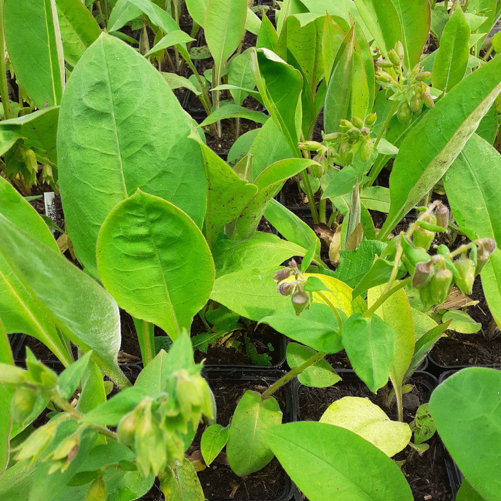Pulmonaria officinalis Lungenkraut Blatt