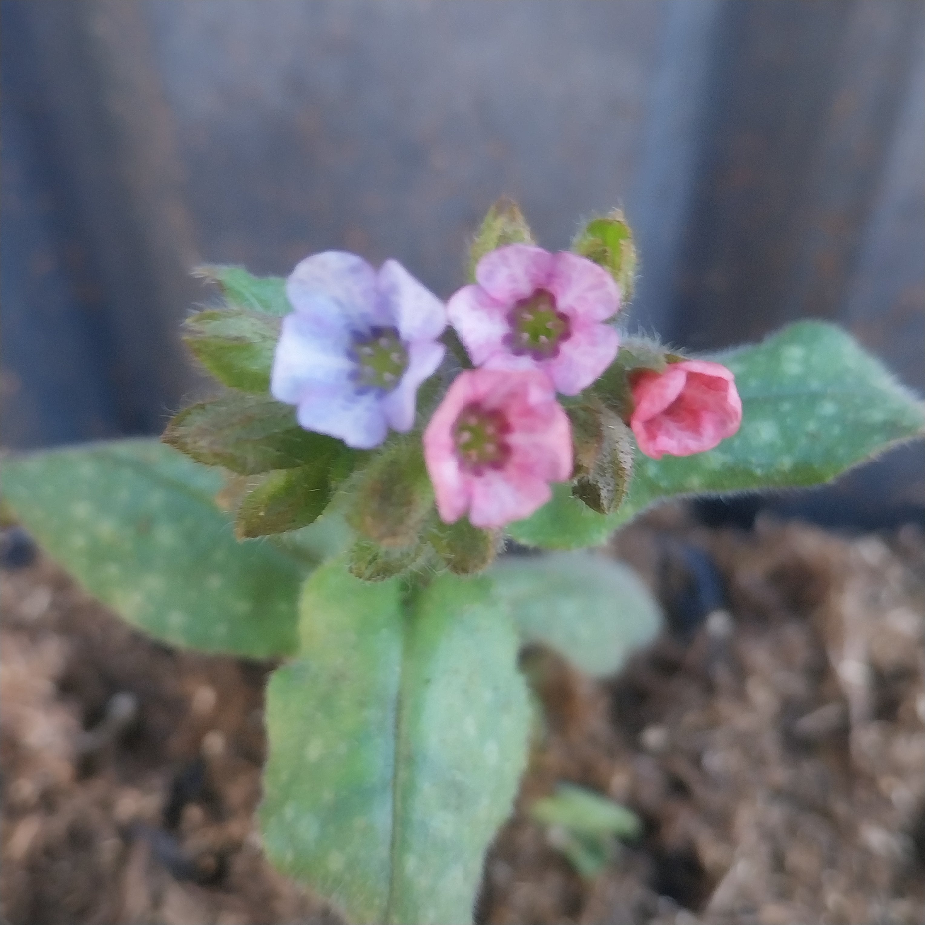 Pulmonaria saccharata Lungenkraut Blüte