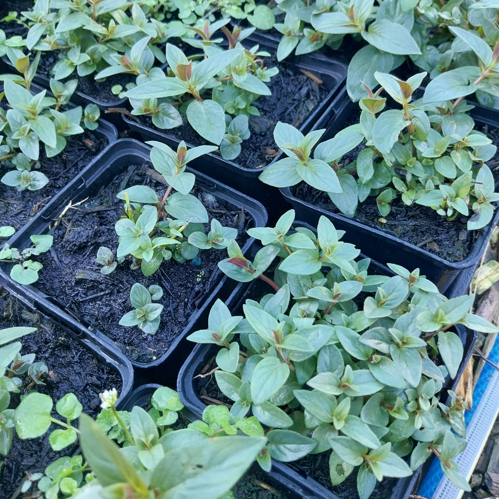 Pycnanthemum muticum Scheinbergminze