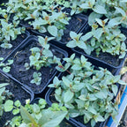 Pycnanthemum muticum Scheinbergminze